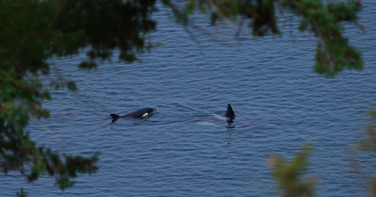 Guided by mom: The matriarchal world of killer whales