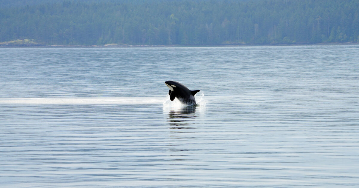 How will our upcoming killer whale study help endangered Southern Resident killer whales?