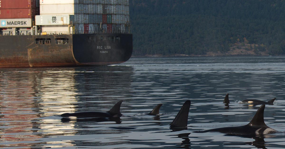 New study shows toxic hydrocarbon hotspots in BC coastal sediments, threatening Southern Resident killer whales and Chinook salmon