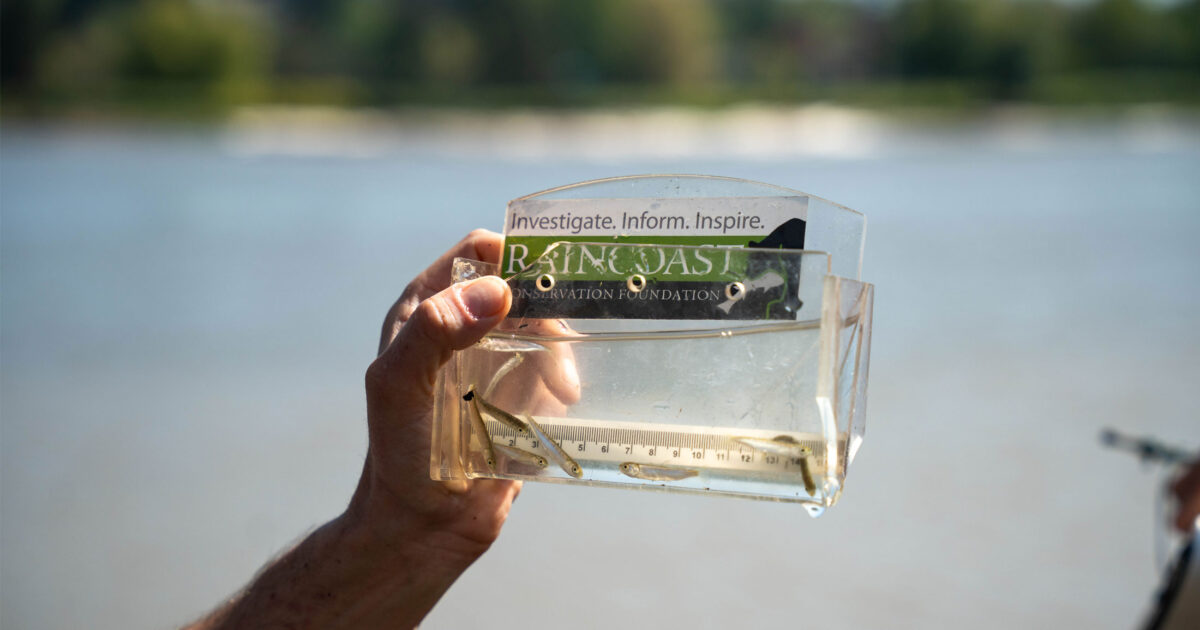 Study: Young Fraser River Chinook salmon swimming in chemical soup