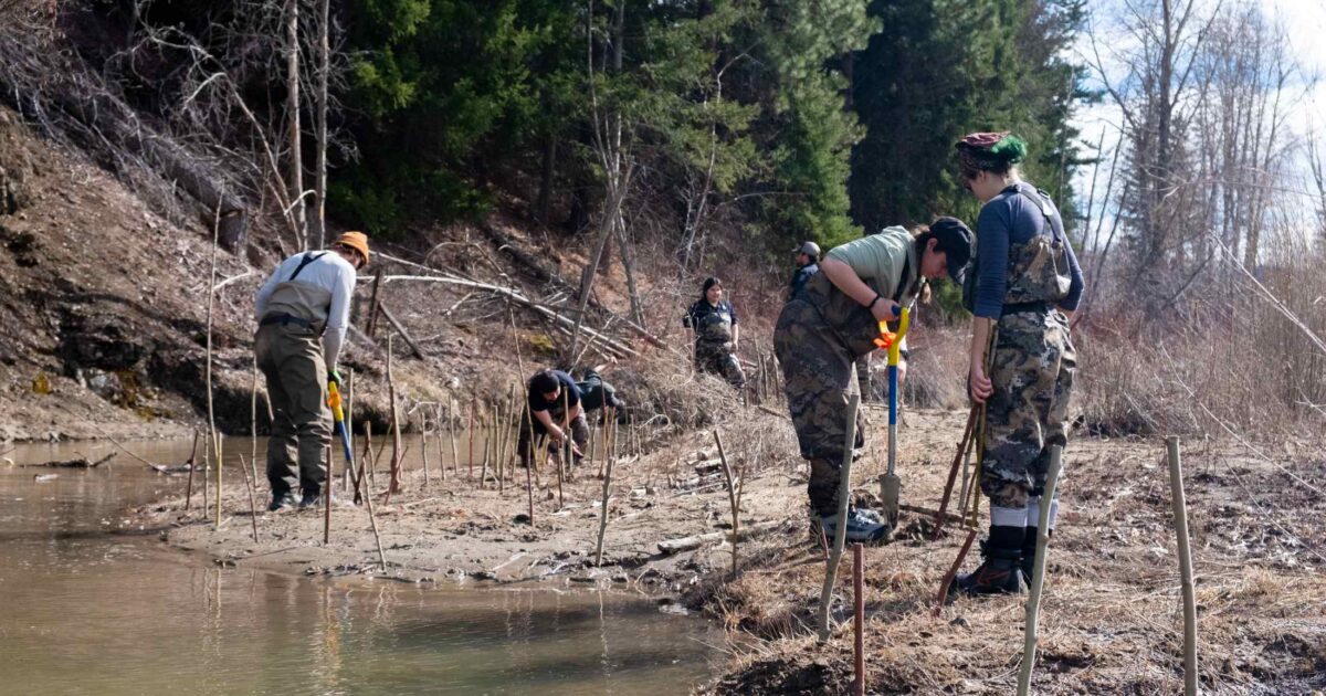 To restore salmon habitat, one must act like the beaver