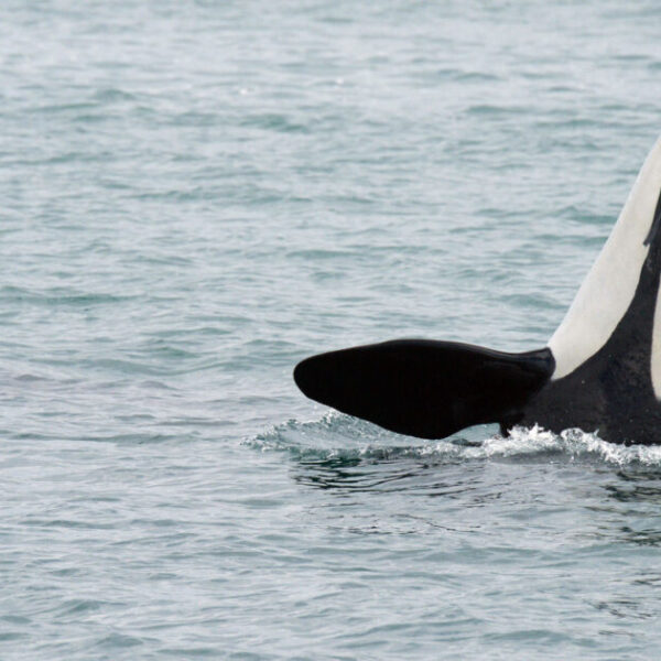 Weakening SARA’s “jeopardy clause” would directly jeopardize Canada’s endangered wildlife