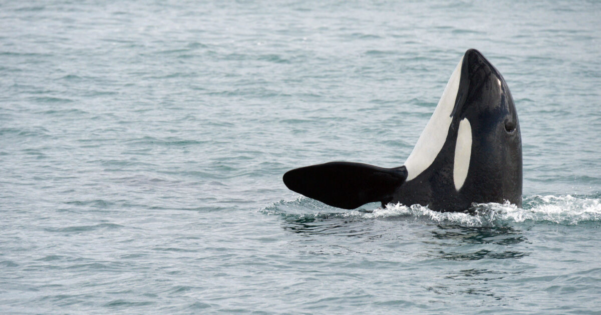 Weakening SARA’s “jeopardy clause” would directly jeopardize Canada’s endangered wildlife