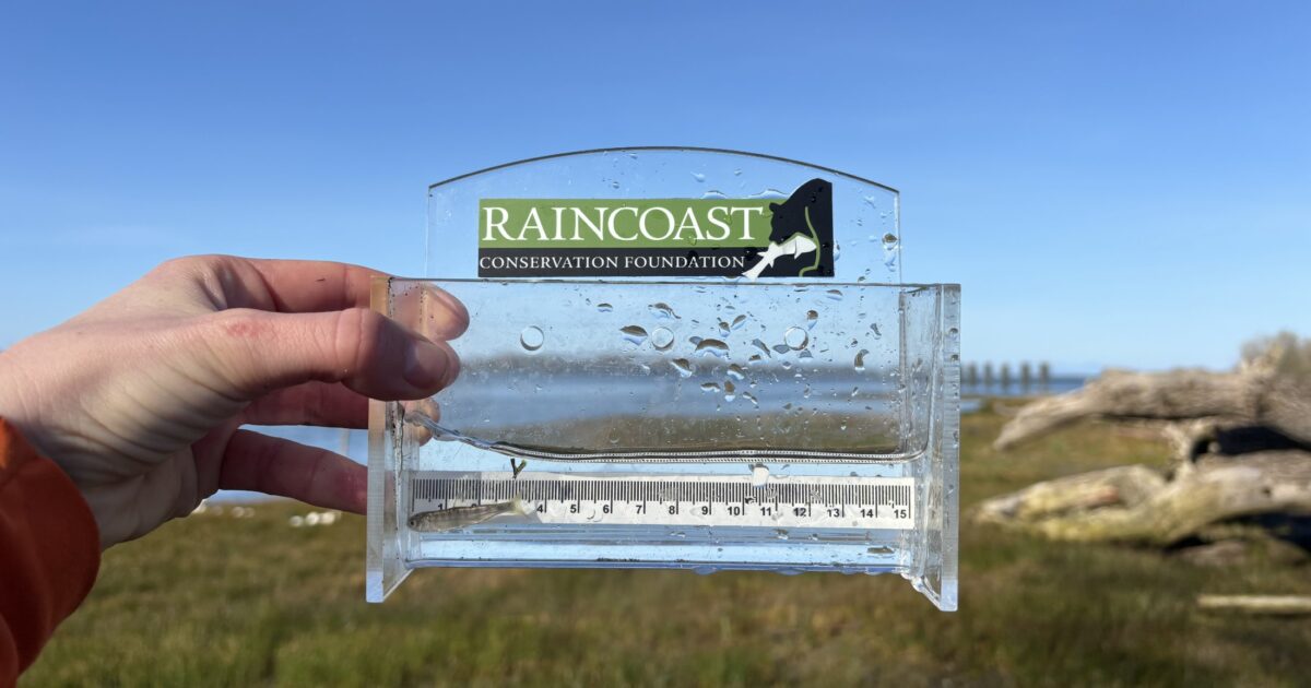 What our estuary salmon fieldwork crews are up to