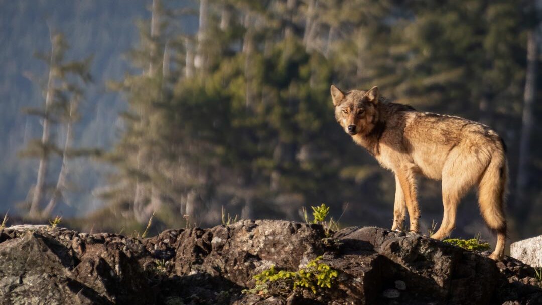 Wolf ecotypes in BC