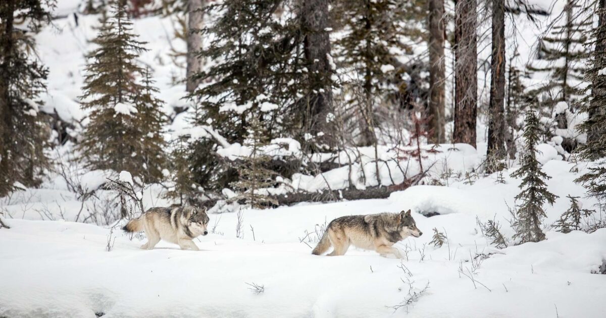 BC seeks another five years of wolf killing: Our technical feedback