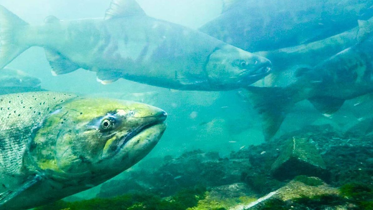 Harvesting immature Chinook is shrinking salmon and reducing future returns, new research finds