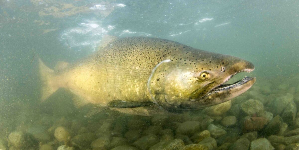 How harvesting immature Chinook salmon can shrink size and reduce future returns