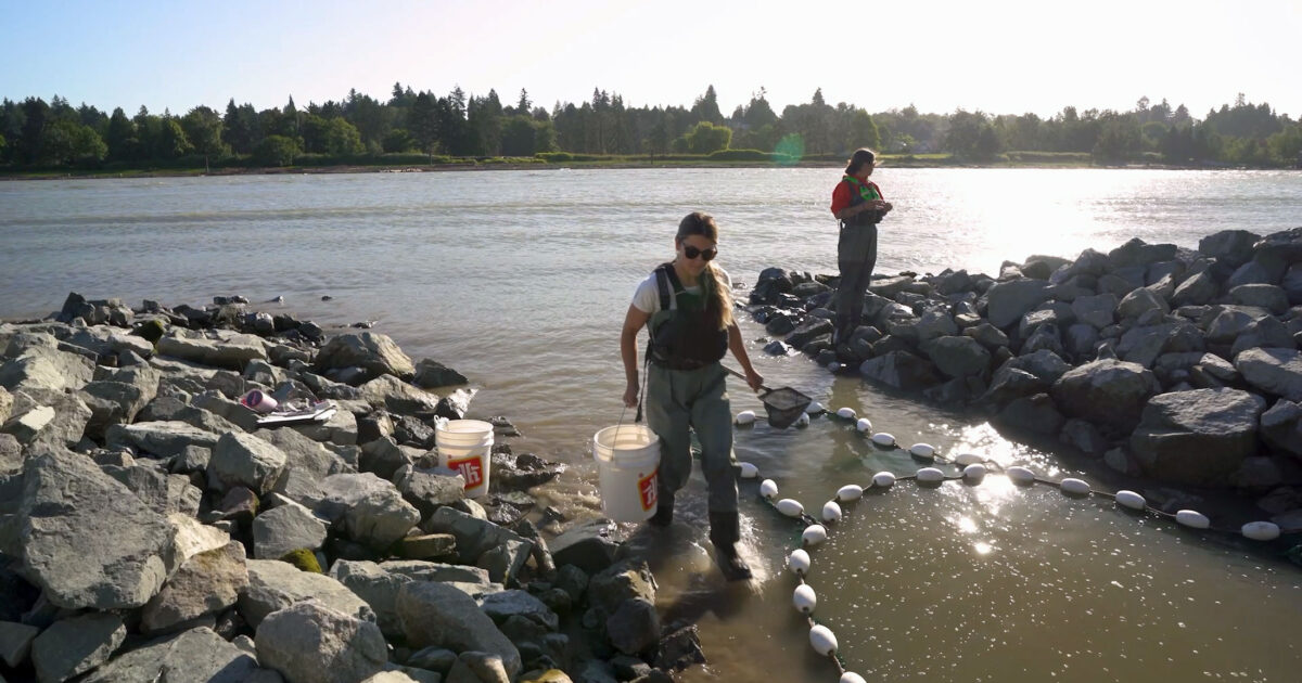 Marsh restoration projects in the Lower Fraser River; Woods Island