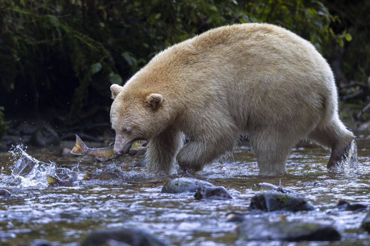 The Wild Life of Spirit Bears
