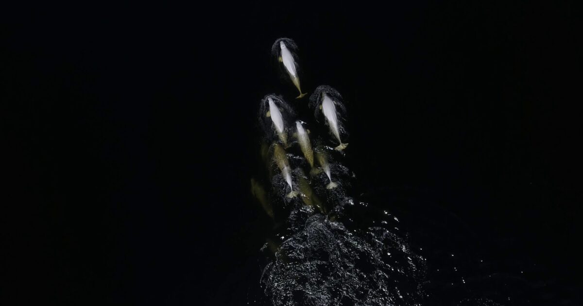 By listening in on belugas, scientists can better understand their social structure and their conservation needs