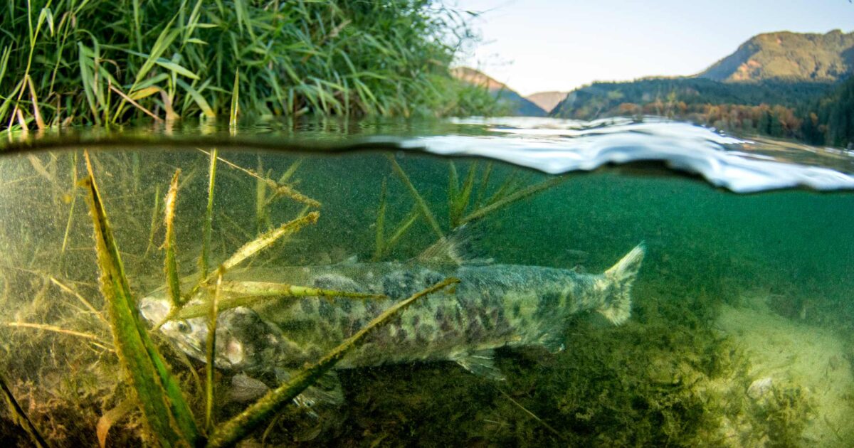 Canada has the policy tools to protect Pacific salmon. Why aren’t they working?