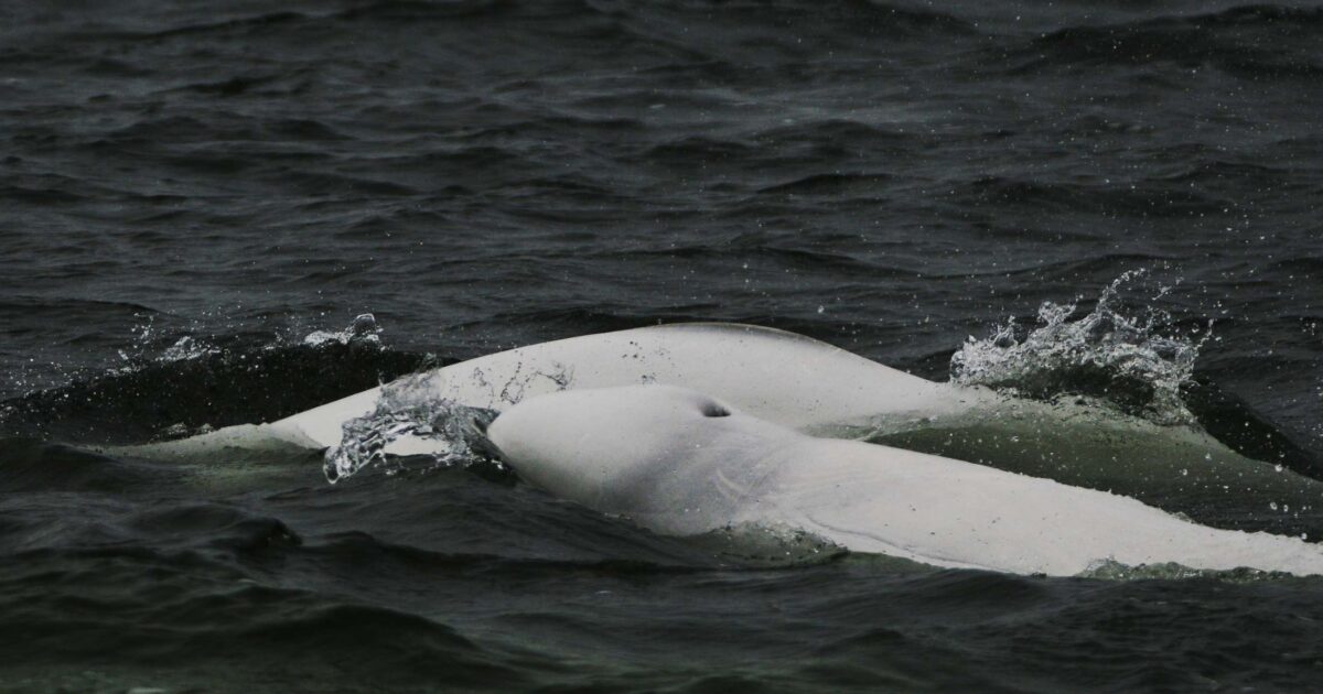 In pursuit of a white whale