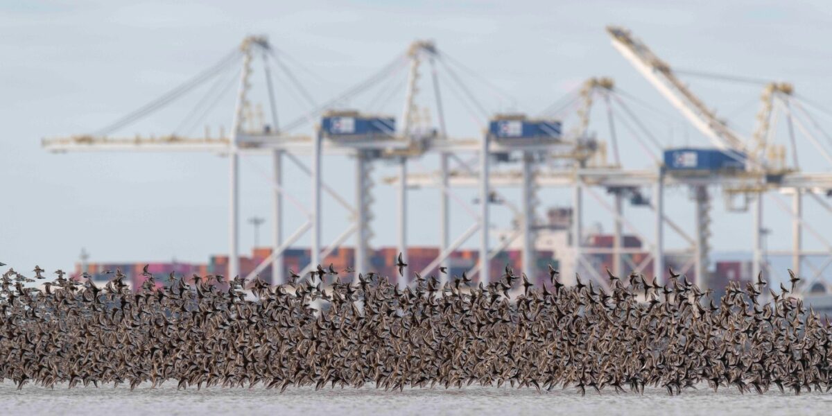 Is British Columbia’s iconic wildlife part of our future – or our past?