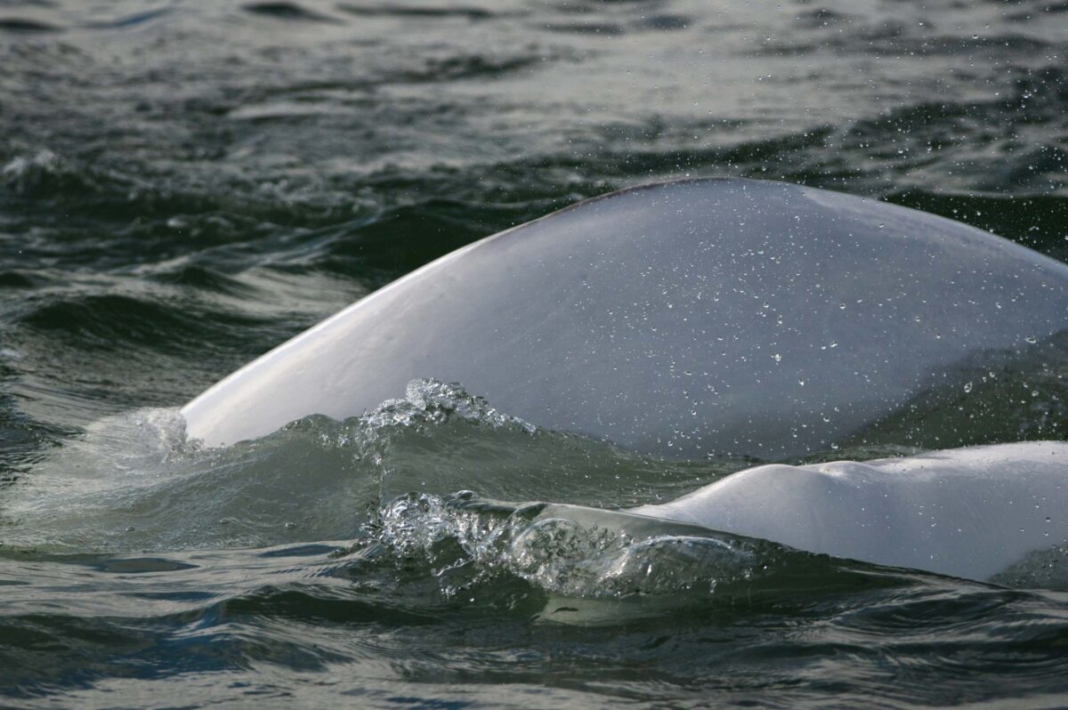 New research highlights strong population structure in the endangered St. Lawrence beluga population