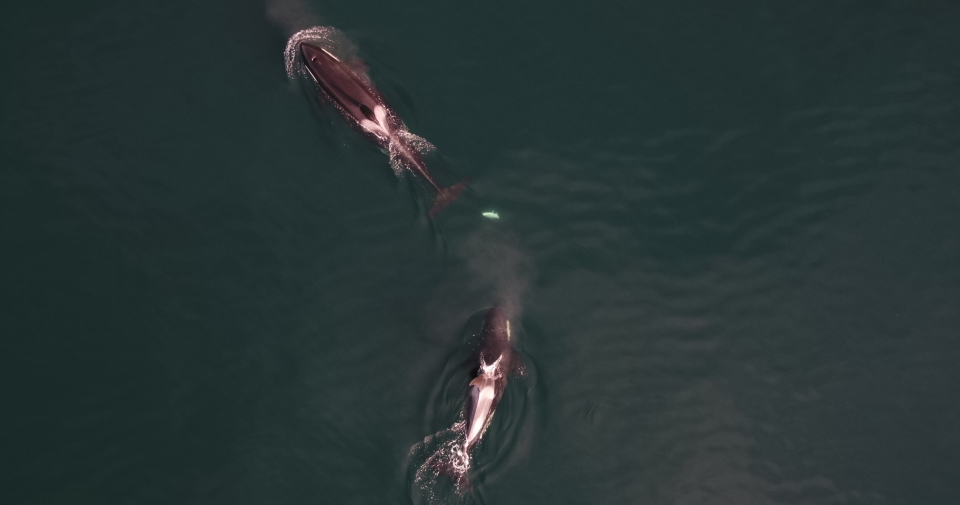 New study investigates prey sharing in two closely related killer whale populations
