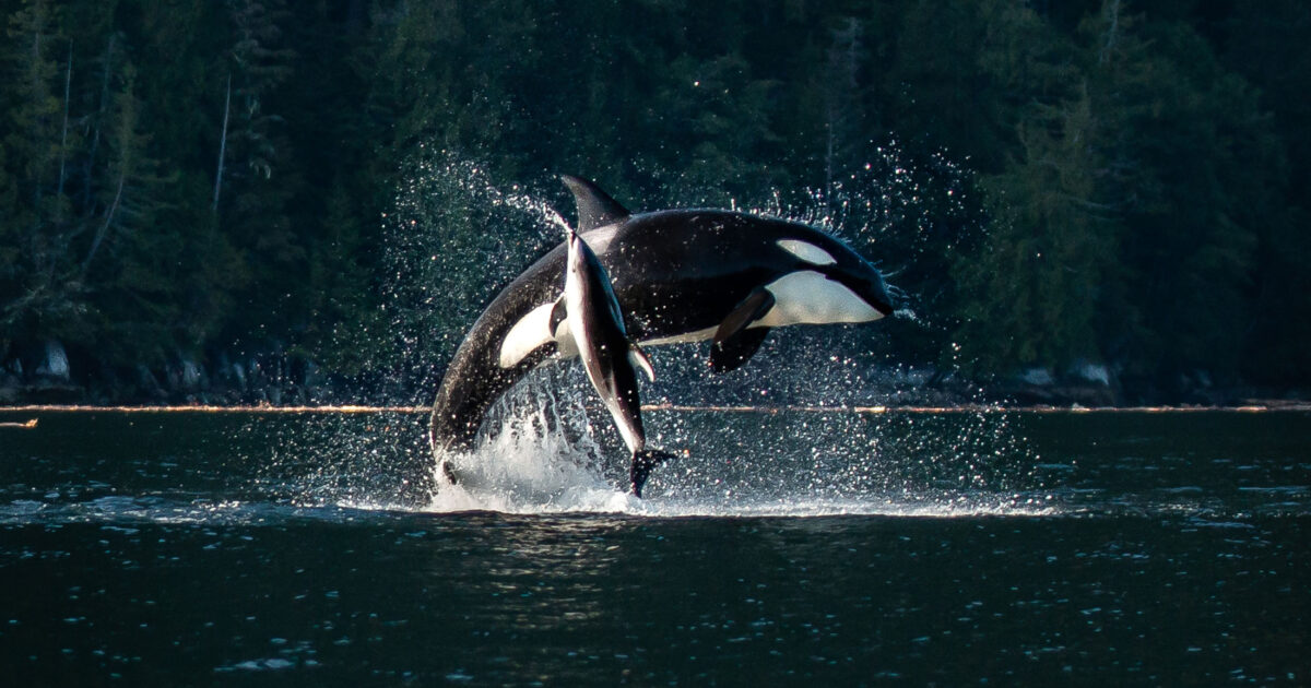 We are back with the fourth edition of the Raincoast Ocean Science Awards! 