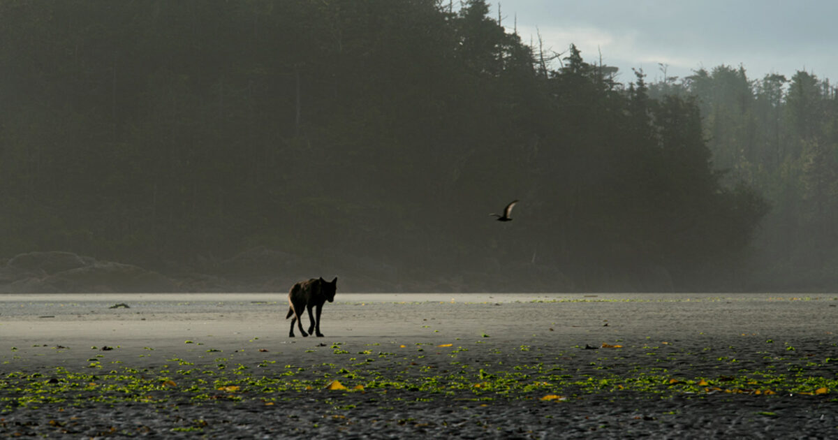 Wolves role in healthy ecosystems 