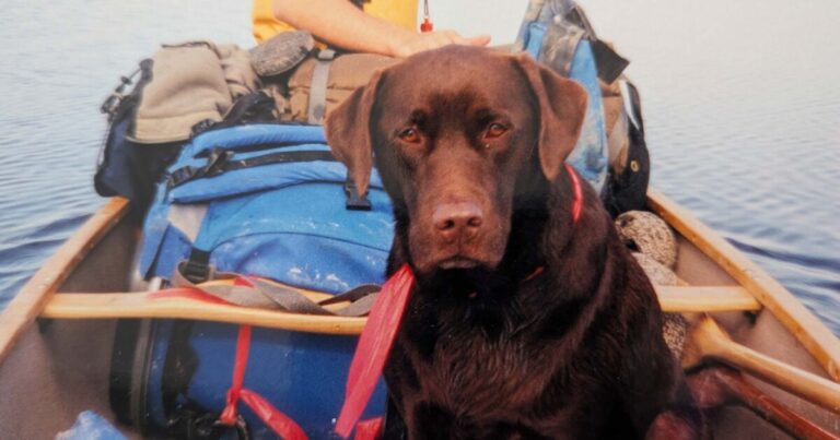 Don’t go on a canoe trip with a dog named Tipper