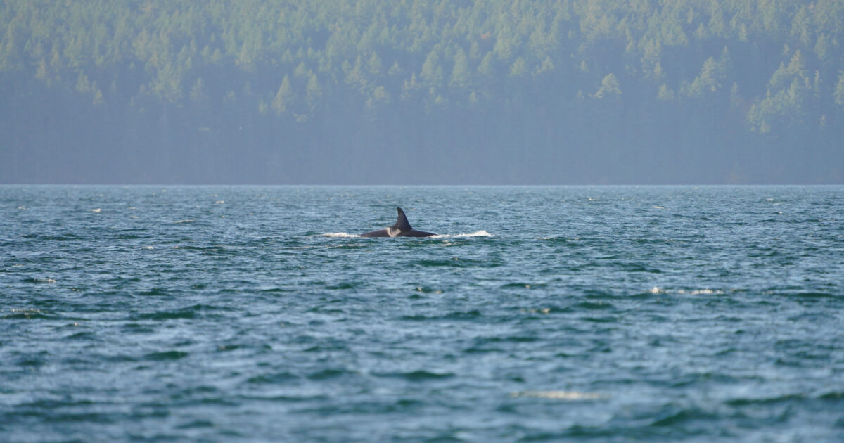 Extinction is too high a price for a pipeline