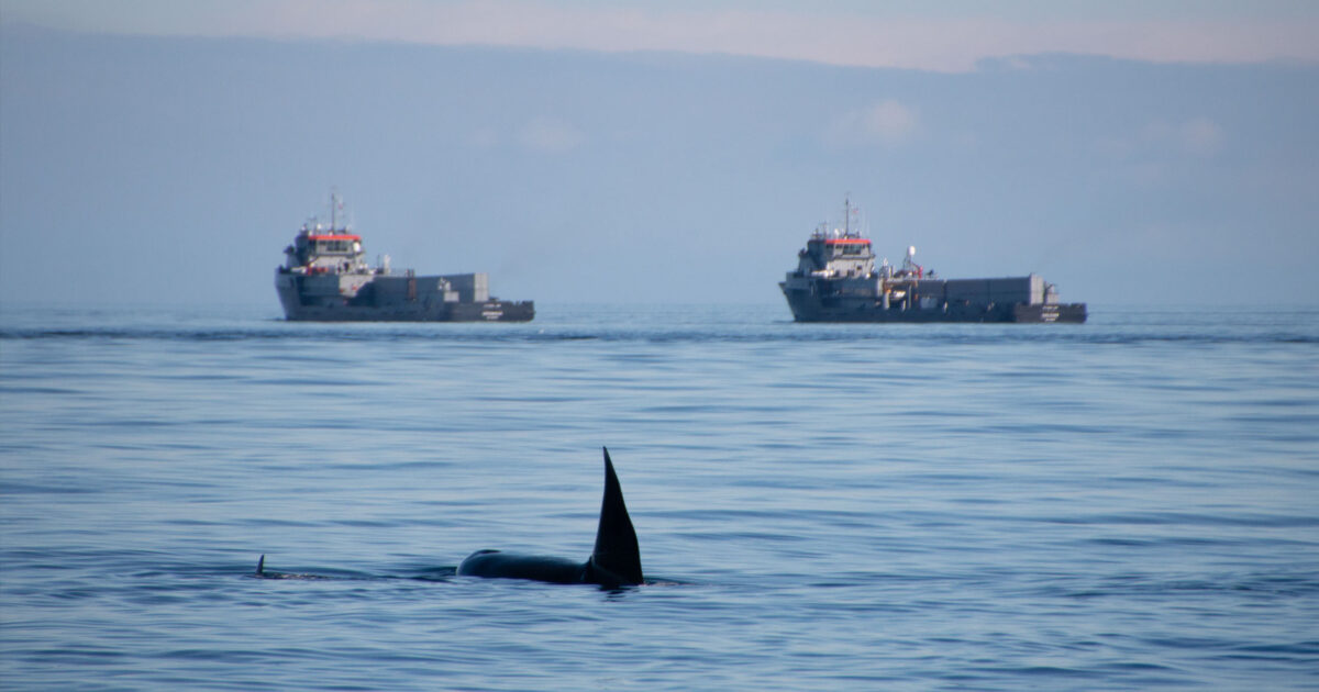 Take action: Stop the government from fast-tracking extinction
