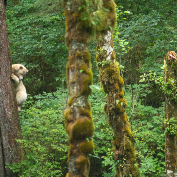 Win an all-inclusive, adventure of a lifetime 6-night package at Spirit Bear Lodge