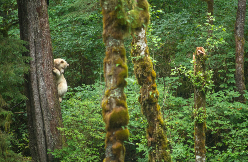 A white bear climbs a mossy tree in a dense, green forest with various trees and undergrowth visible in the background, offering a glimpse into the wild beauty experienced on an all-inclusive adventure package with Spirit Bear Lodge.