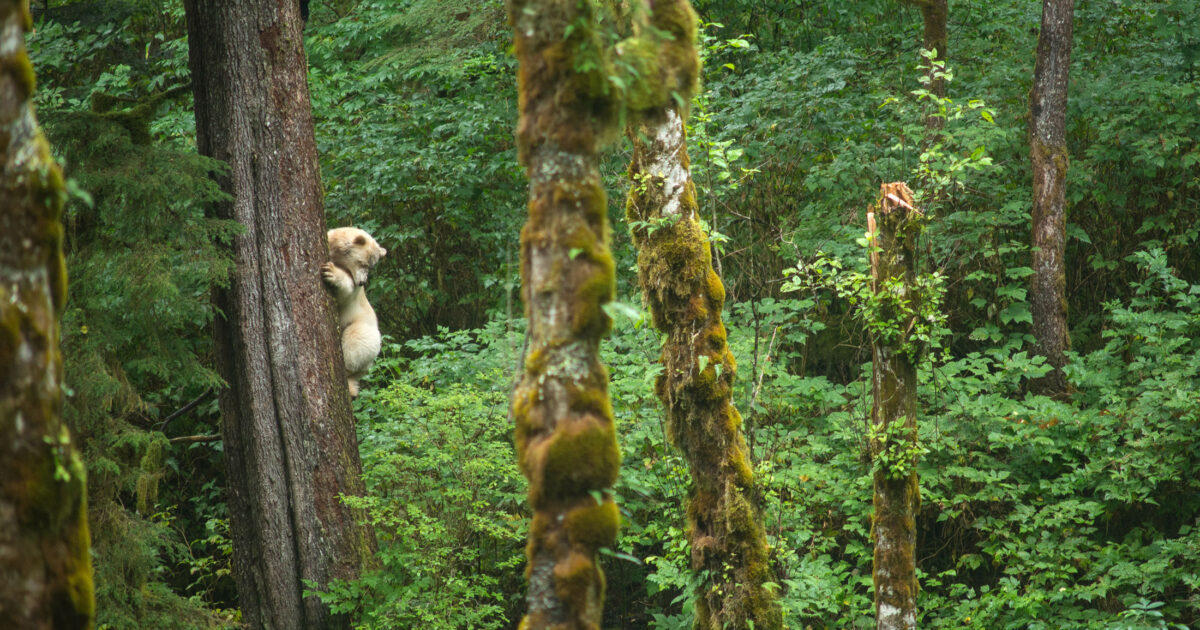 Win an all-inclusive, adventure of a lifetime 6-night package at Spirit Bear Lodge