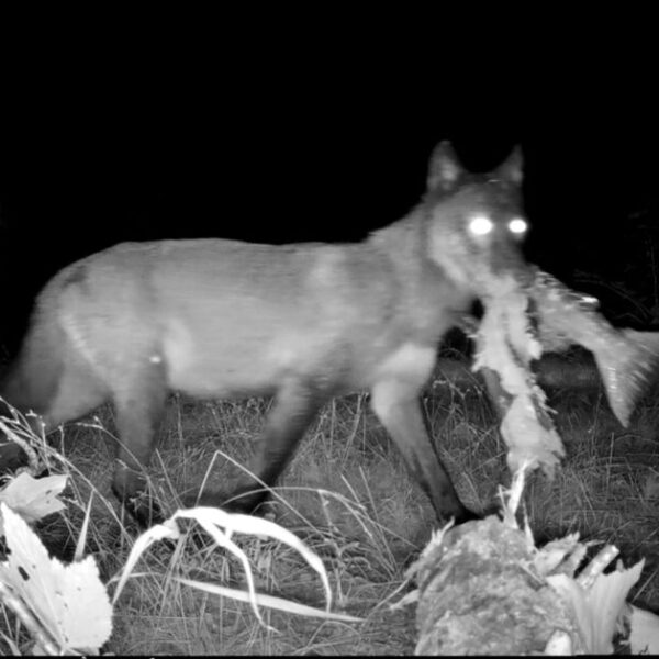A wolf’s connection to salmon