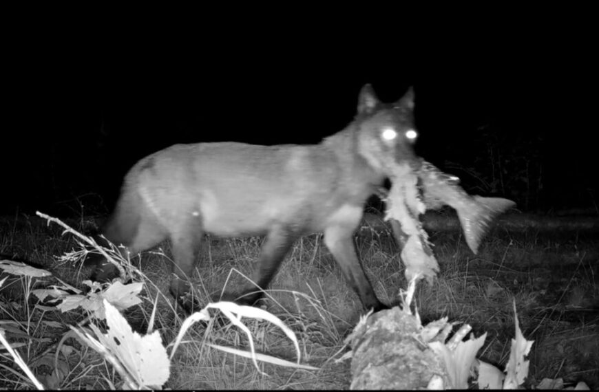 A wolf’s connection to salmon