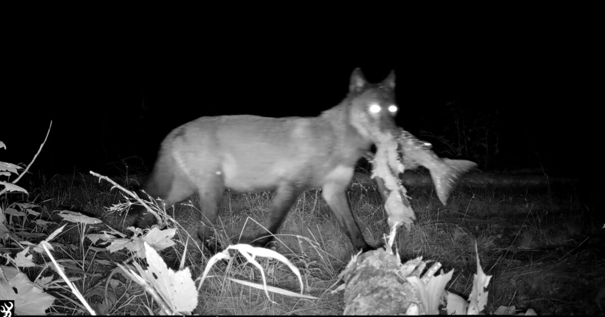 A wolf’s connection to salmon