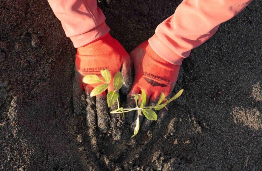 A person wearing orange gloves plants a small green seedling into dark soil, pressing the earth gently around the base—a simple act of conservation that nurtures nature while highlighting the economic opportunity found in sustainable practices.