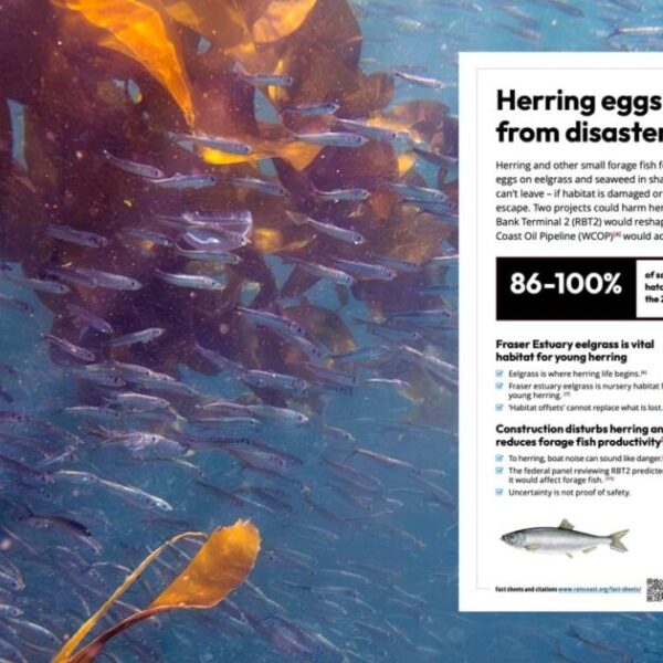 Herring eggs can’t get away from disaster