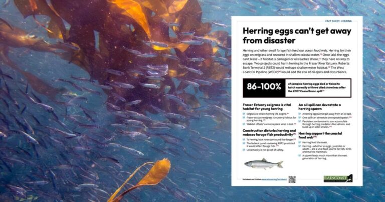 Herring eggs can’t get away from disaster