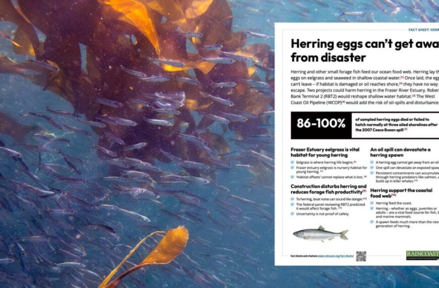 Herring eggs can’t get away from disaster