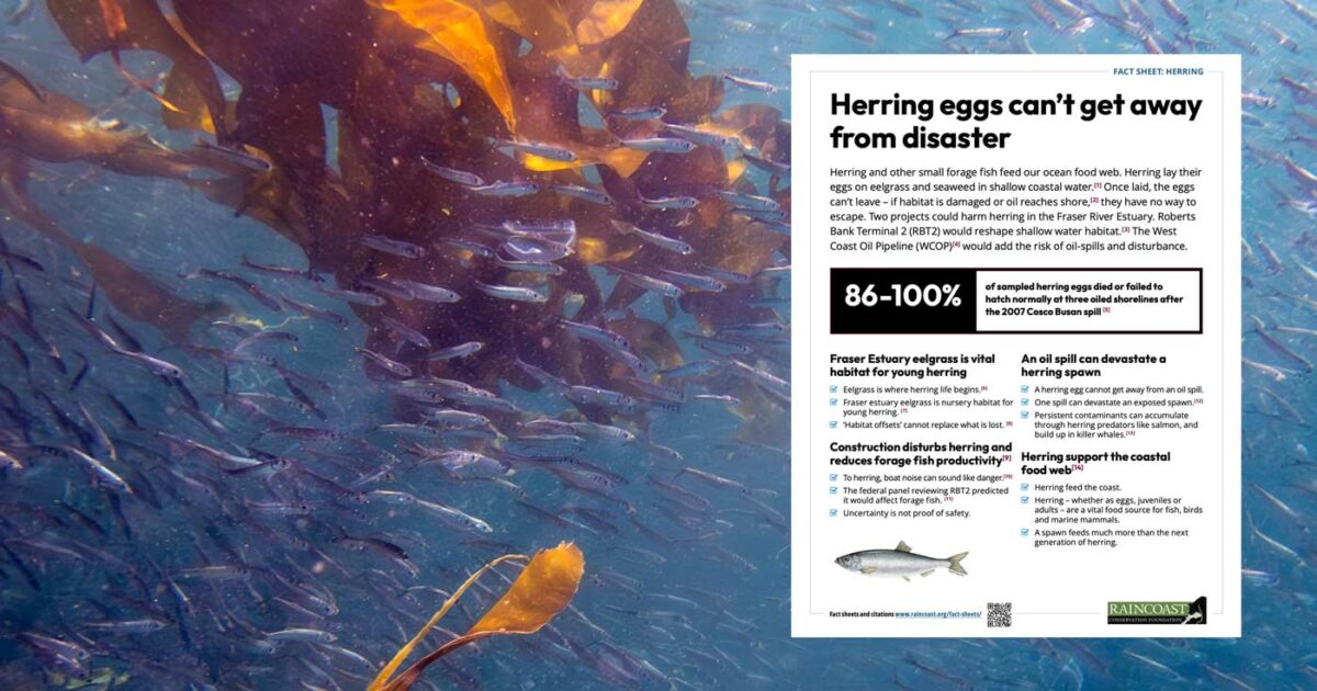 Herring eggs can’t get away from disaster