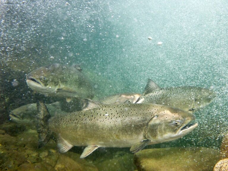 Job Opportunity: Fisheries Program Manager
