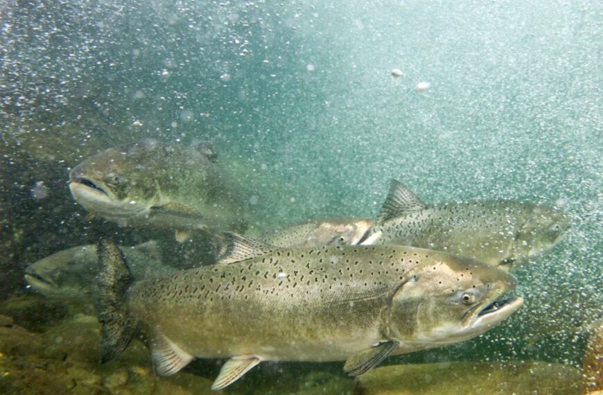 Four large salmon swim underwater near rocks as bubbles rise around them, illustrating the vital habitat a Fisheries Program Manager works to protect.