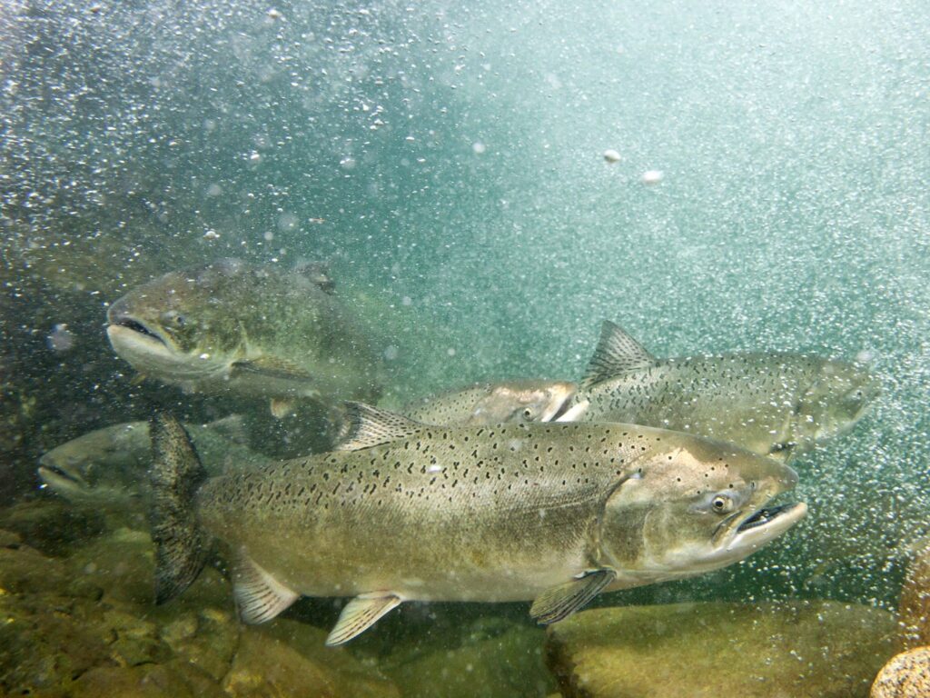 Job Opportunity: Fisheries Program Manager