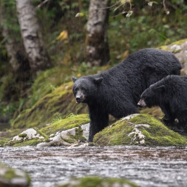 Letter in Science challenges Alberta’s ill-advised black bear hunting policy