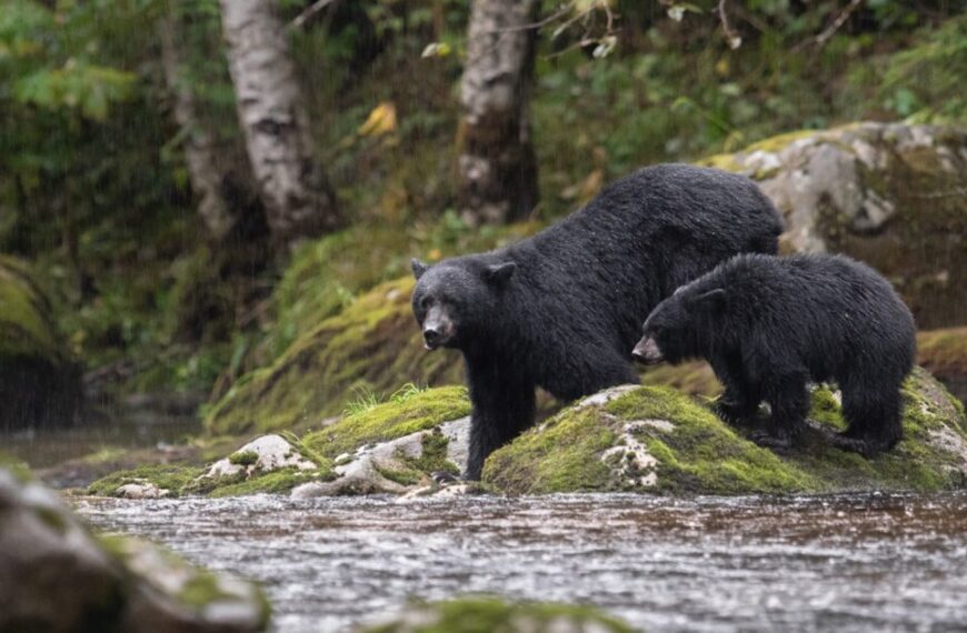 Letter in Science challenges Alberta’s ill-advised black bear hunting policy