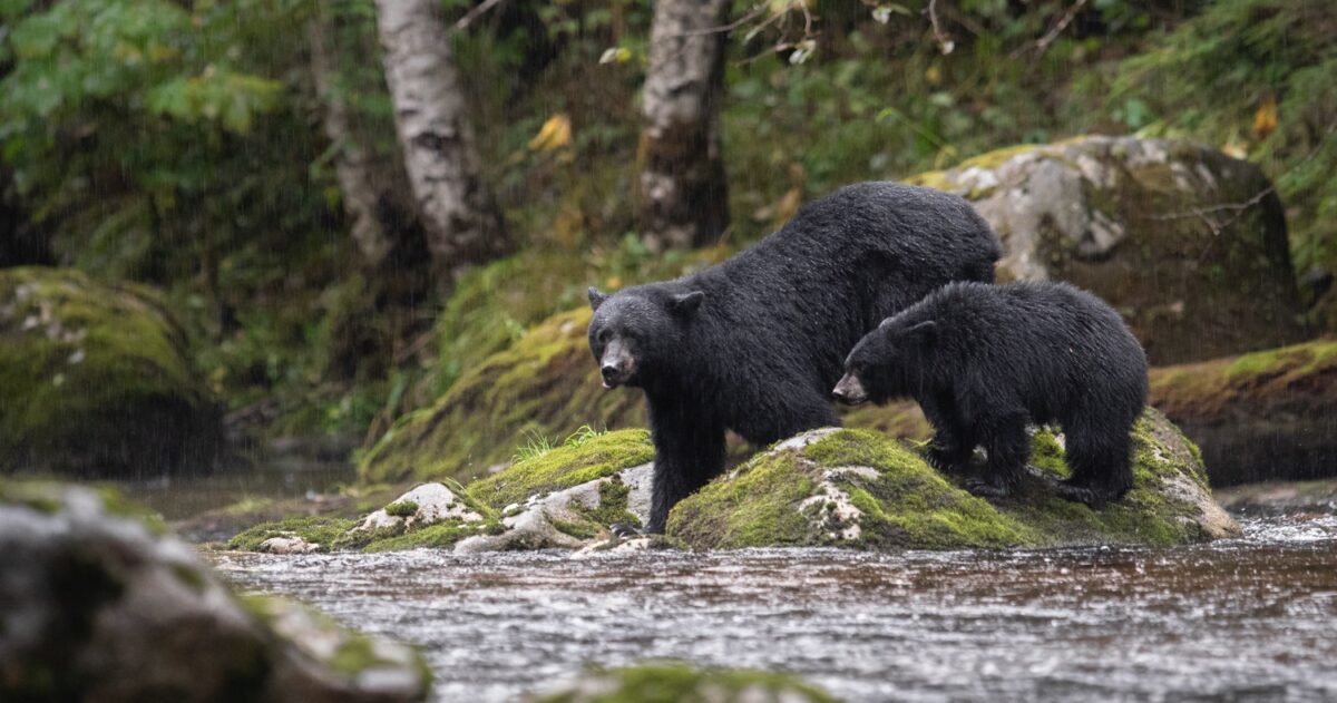 Letter in Science challenges Alberta’s ill-advised black bear hunting policy