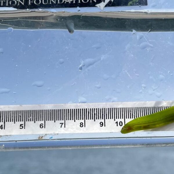 Meet the non-salmonids of Roberts Bank eelgrass habitat
