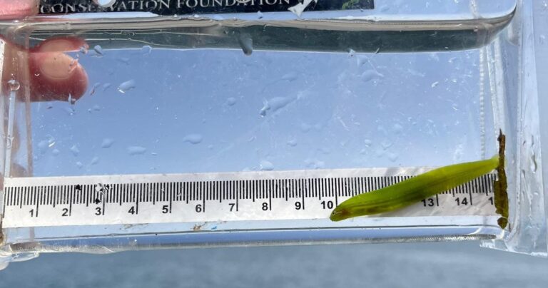 Meet the non-salmonids of Roberts Bank eelgrass habitat