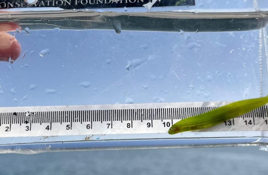 A small green fish, likely a non-salmonid species from the Roberts Bank region, lies next to a ruler in a clear container filled with water, measuring about 13 centimeters in length.