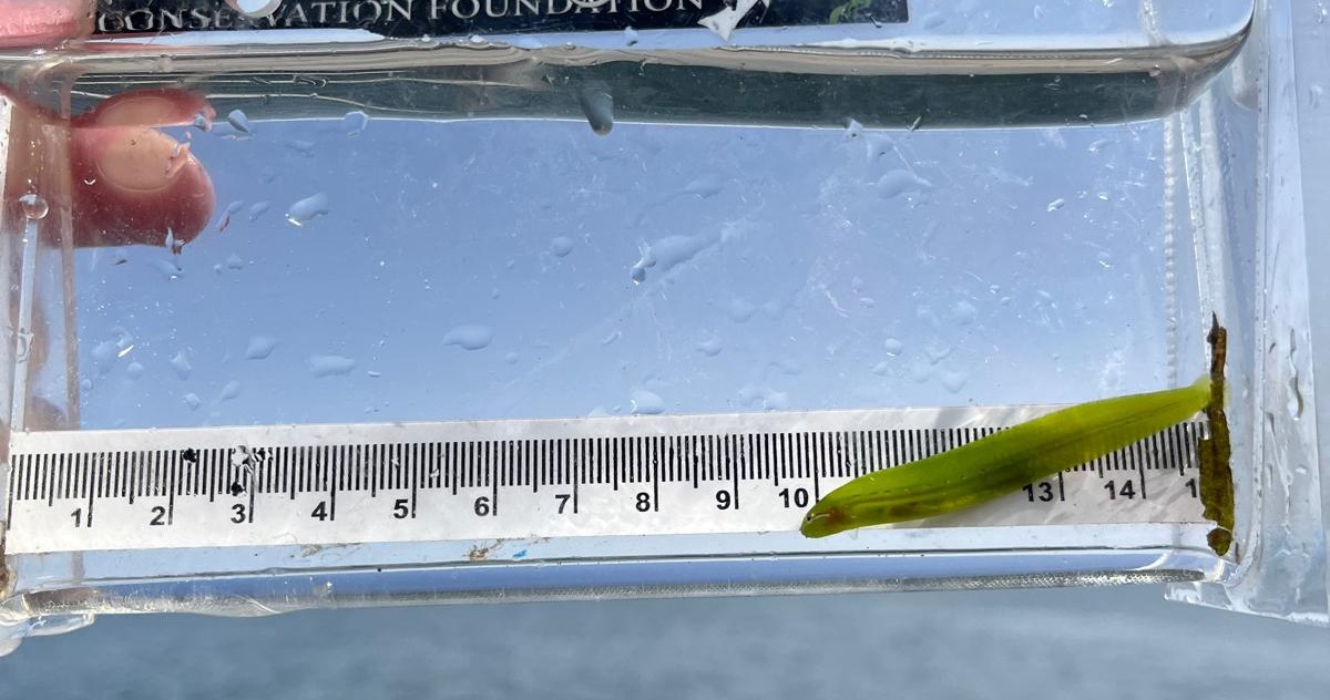 Meet the non-salmonids of Roberts Bank eelgrass habitat