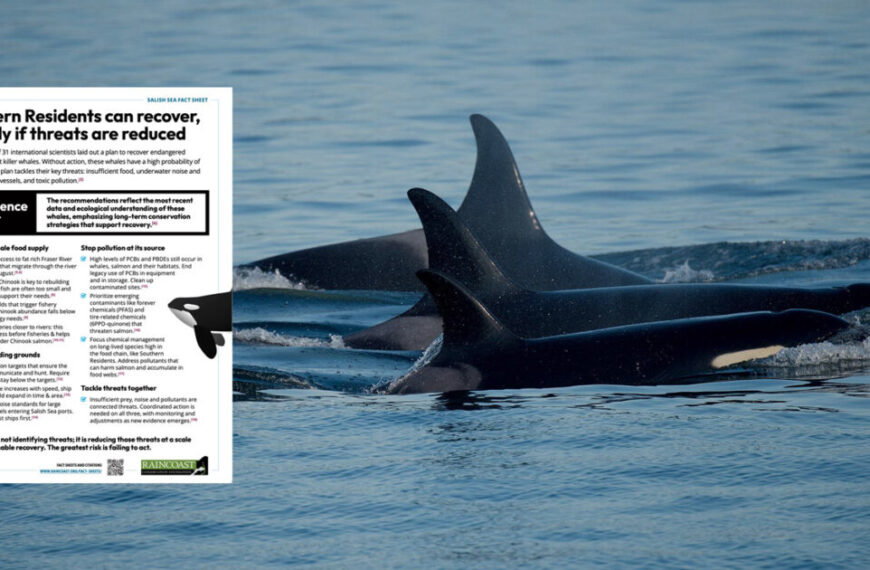 Three orcas swim close together in the ocean; an informational flyer about Southern Residents’ recovery and threat reduction is overlaid on the left side of the image.
