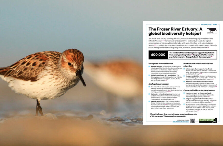 A small sandpiper stands on wet sand next to a flyer titled “The Fraser River Estuary: A global biodiversity hotspot,” highlighting the estuary’s unique importance.