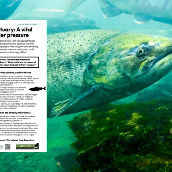 The Fraser River Estuary: A vital salmon nursery under pressure