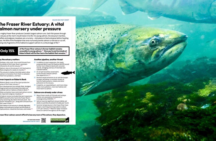 The Fraser River Estuary: A vital salmon nursery under pressure